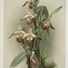 Cypripedium lemoinierianum.