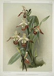Cypripedium lemoinierianum.