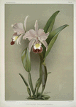 Cattleya ballantiniana.