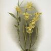 Dendrobium brymerianum.