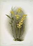 Dendrobium brymerianum.