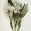 Cattleya eldorado crocata.