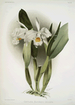 Cattleya eldorado crocata.