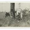 Men sawing a tree