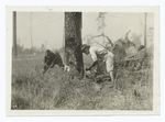 Men sawing a tree