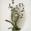 Odontoglossum schröderianum.