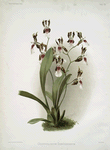 Odontoglossum schröderianum.