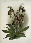 Cypripedium morganiæ burfordiense.