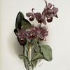 Cattleya Bowringiana.