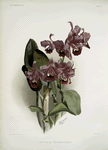 Cattleya Bowringiana.