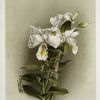 Dendrobium formosum.