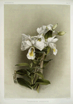 Dendrobium formosum.