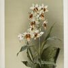 Phaius tuberculosus.