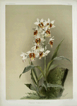 Phaius tuberculosus.