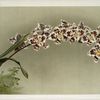 Odontoglossum crispum mundyanum.