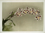 Odontoglossum crispum mundyanum.