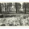 Burned forest