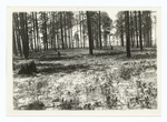 Burned forest