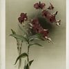 Dendrobium phalænopsis var statterianum.