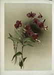 Dendrobium phalænopsis var statterianum.