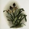 Cypripedium boxalli atratum.