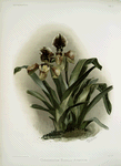 Cypripedium boxalli atratum.