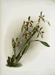 Odontoglossum wattianum.