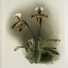 Cypripedium lathamianum inversum.