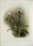Cypripedium lathamianum inversum.