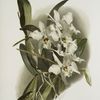 Lælia anceps schröderiana.