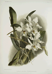 Lælia anceps schröderiana.