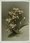 Odontoglossum wilckeanum var rothschildianum.