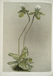 Cypripedium lawrenceanum hyeanum.