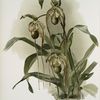 Selenipedium hybridum nitidissimum.