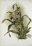 Selenipedium hybridum nitidissimum.