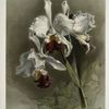 Cattleya mendellii var measuresiana.