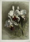 Cattleya mendellii var measuresiana.