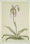 Cypripedium hybridum youngianum.