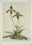 Cypripedium (hybridum) laucheanum; cypripedium (hybridum) eyermanianum.