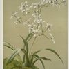 Odontoglossum ramosissimum.
