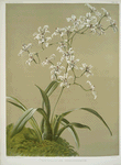 Odontoglossum ramosissimum.