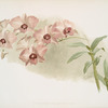 Dendrobium phalænopsis var.