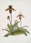 Cypripedium (hybridum) pollettianum; Cypripedium (hybridum) maynardii.