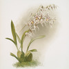 Odontoglossum nævium.