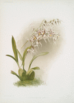 Odontoglossum nævium.