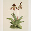 Cypripedium (hybridum) castleanum.