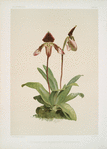 Cypripedium (hybridum) castleanum.