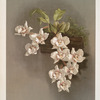 Odontoglossum cervantesii decorum.