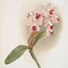 Cattleya amethystoglossa.