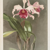 Cattleya (hybrida) arnoldiana.